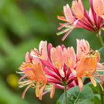 Lonicera Honeysuckle Plant Mix  3