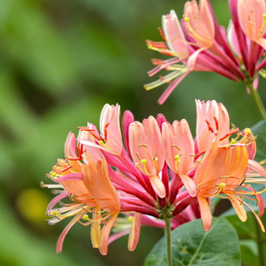 Lonicera Honeysuckle Plant Mix  3