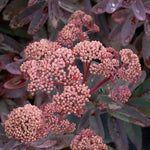 Sedum Stonecrop Plant Mix  6