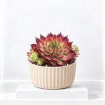 Sempervivum Butterscotch Baby  1