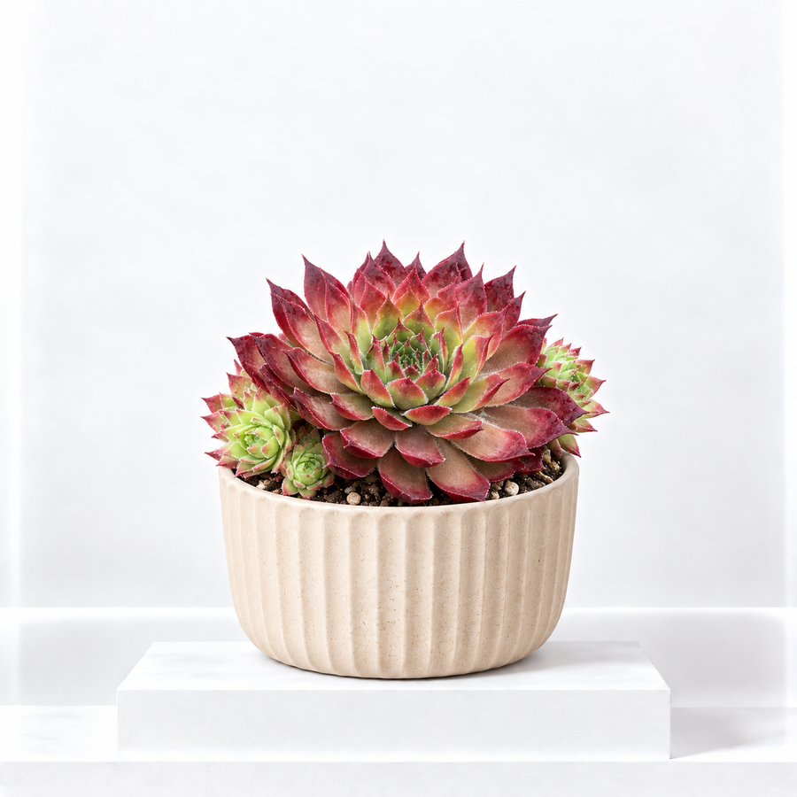 Sempervivum Butterscotch Baby  1