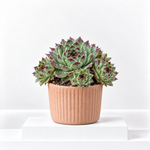 Sempervivum Mint Marvel  1