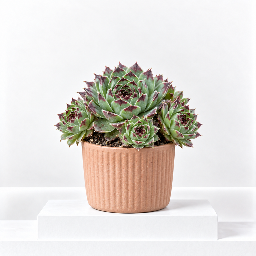 Sempervivum Mint Marvel  1