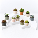 Sempervivum & Succulents Mixed Plants  1