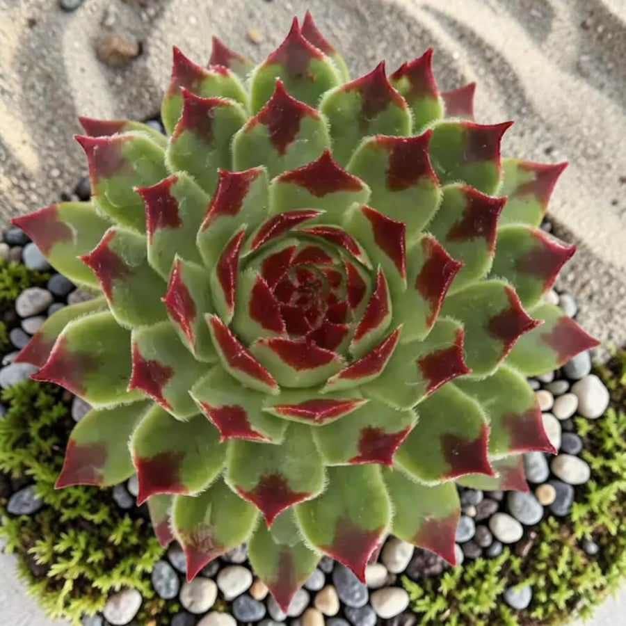 Sempervivum Chick Charms Mint Marvel  3