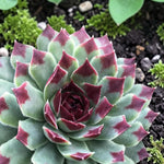 Sempervivum Chick Charms Mint Marvel  2