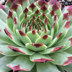 Sempervivum Chick Charms Mint Marvel  1