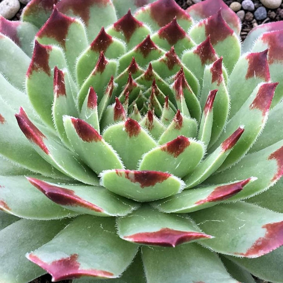 Sempervivum Chick Charms Mint Marvel  1
