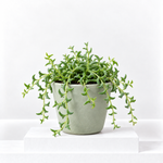 Senecio Peregrinus 'String of Dolphins'  1