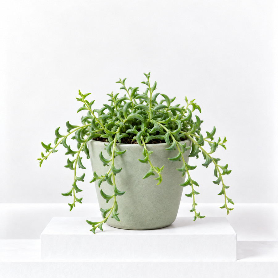 Senecio Peregrinus 'String of Dolphins'  1