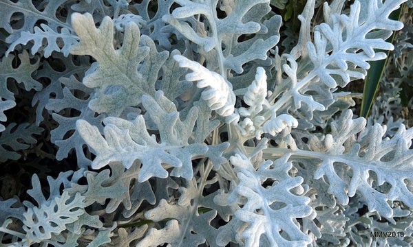 Cineraria 'Silver Dust' Plants 12 Pack Cineraria 'Silver Dust' Plants 12 Pack image2 1