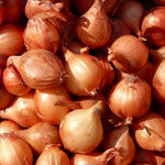 Shallot Matador  4