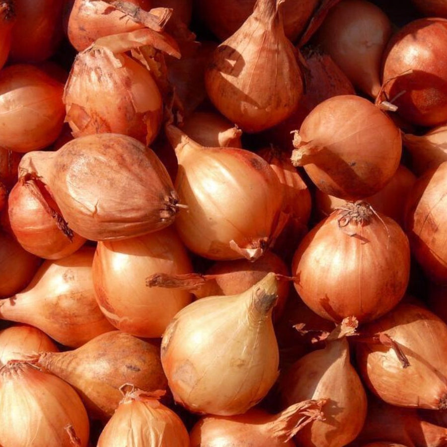 Shallot Matador  4