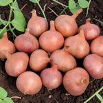 Shallot Matador  1