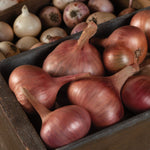 Shallot Matador  2