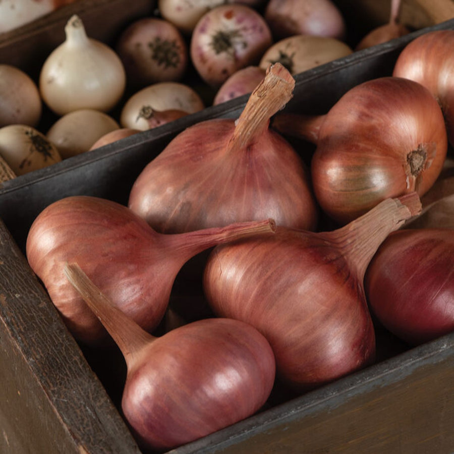 Shallot Matador  2