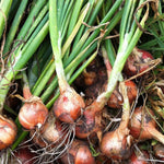 Shallot Matador  3
