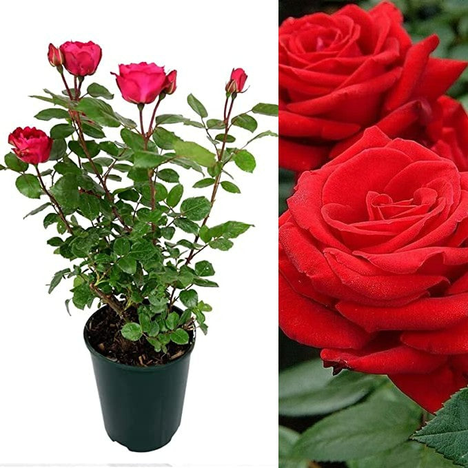 Red Rose Bush - Showbiz Showbiz! 2