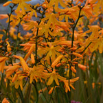 Crocosmia George Davidson  2