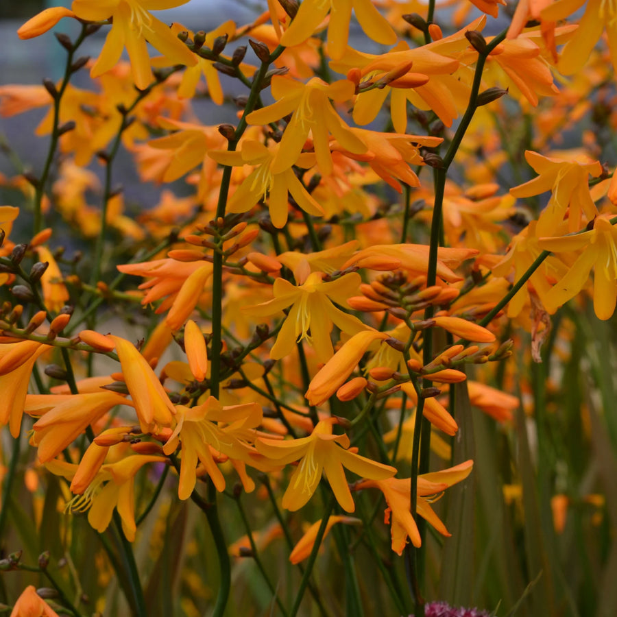 Crocosmia George Davidson  2