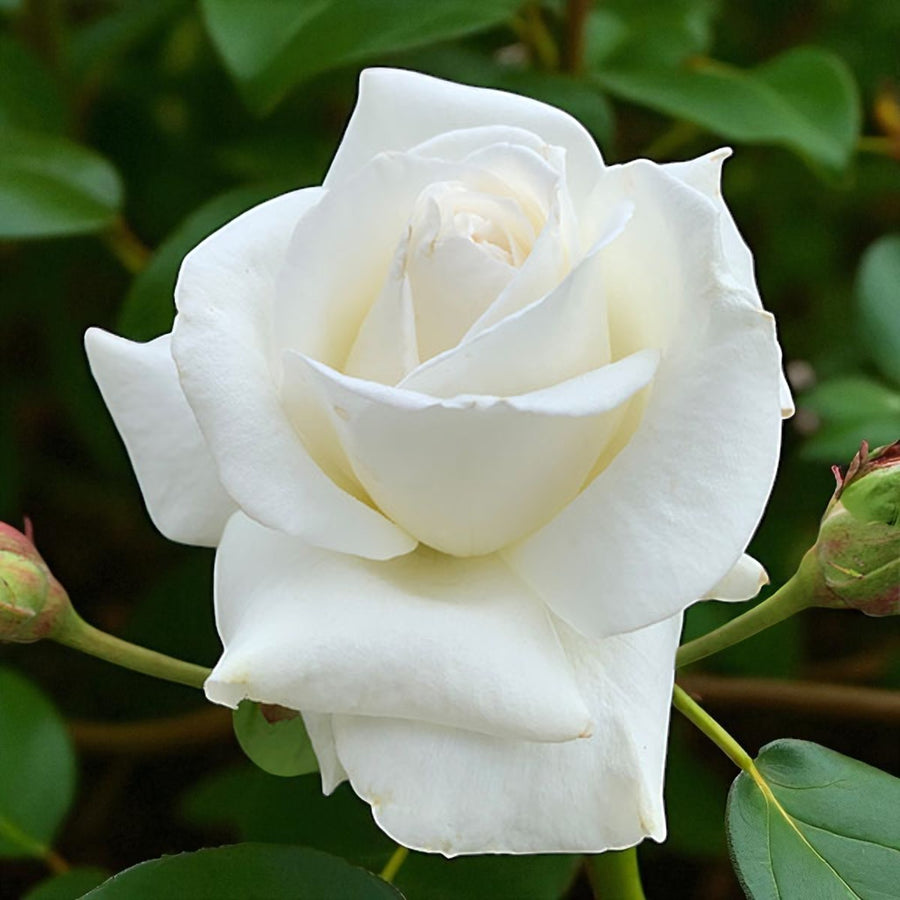 Silver Anniversary Bare Root Rose  2