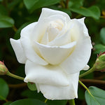 Silver Wedding Bare Root Rose  2
