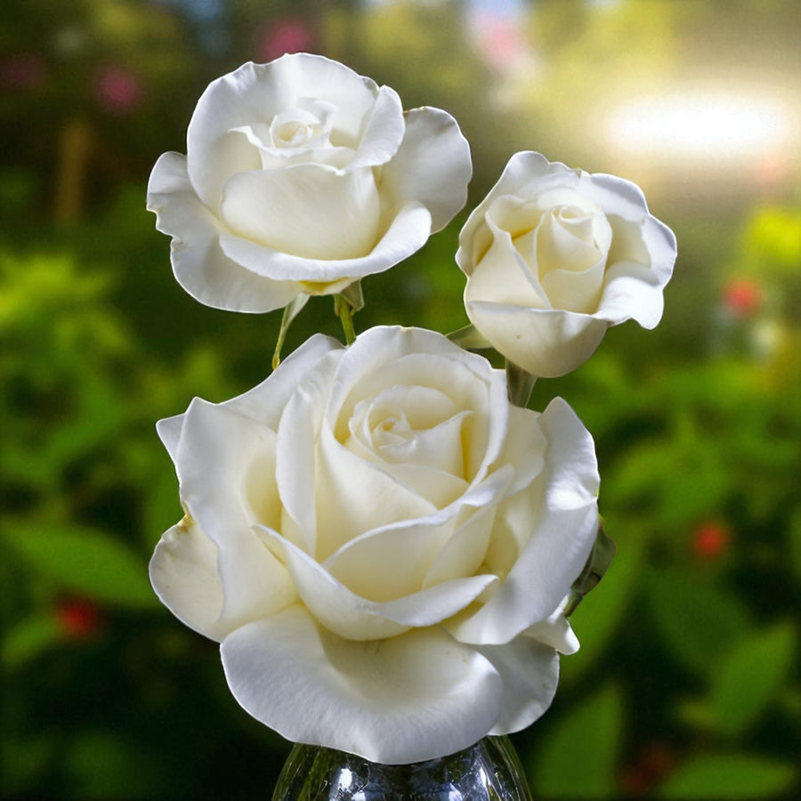 Silver Anniversary Bare Root Rose  3