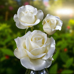 Silver Wedding Bare Root Rose  1