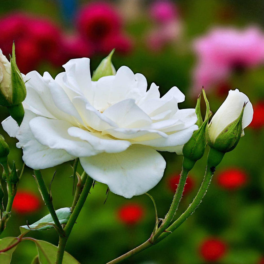 Silver Wedding Bare Root Rose  3