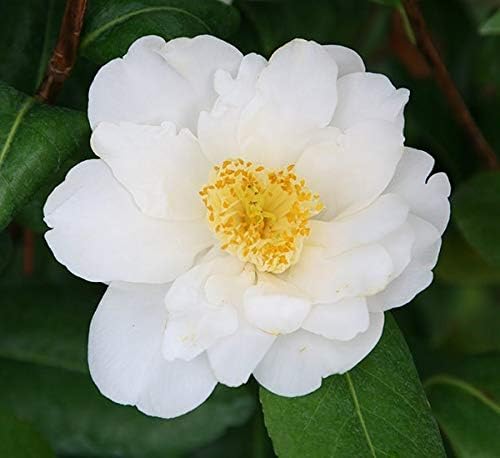 Silver Anniversary Camellia  2