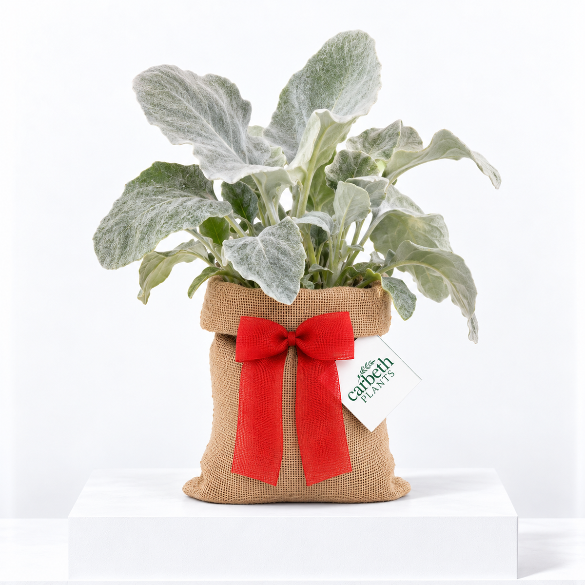 Senecio Angel Wings Plant Gift Wrapped