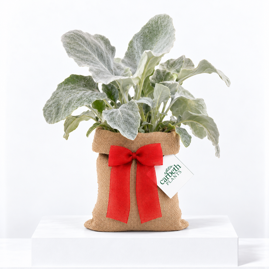 Senecio Angel Wings Plant Gift Wrapped  1