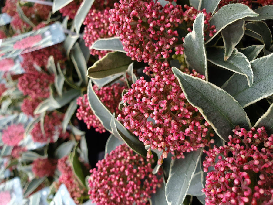 Skimmia Japonica 'Magic Marlot' - 13cm Pot Skimmia Japonica 'Magic Marlot' - 13cm Pot image4 4