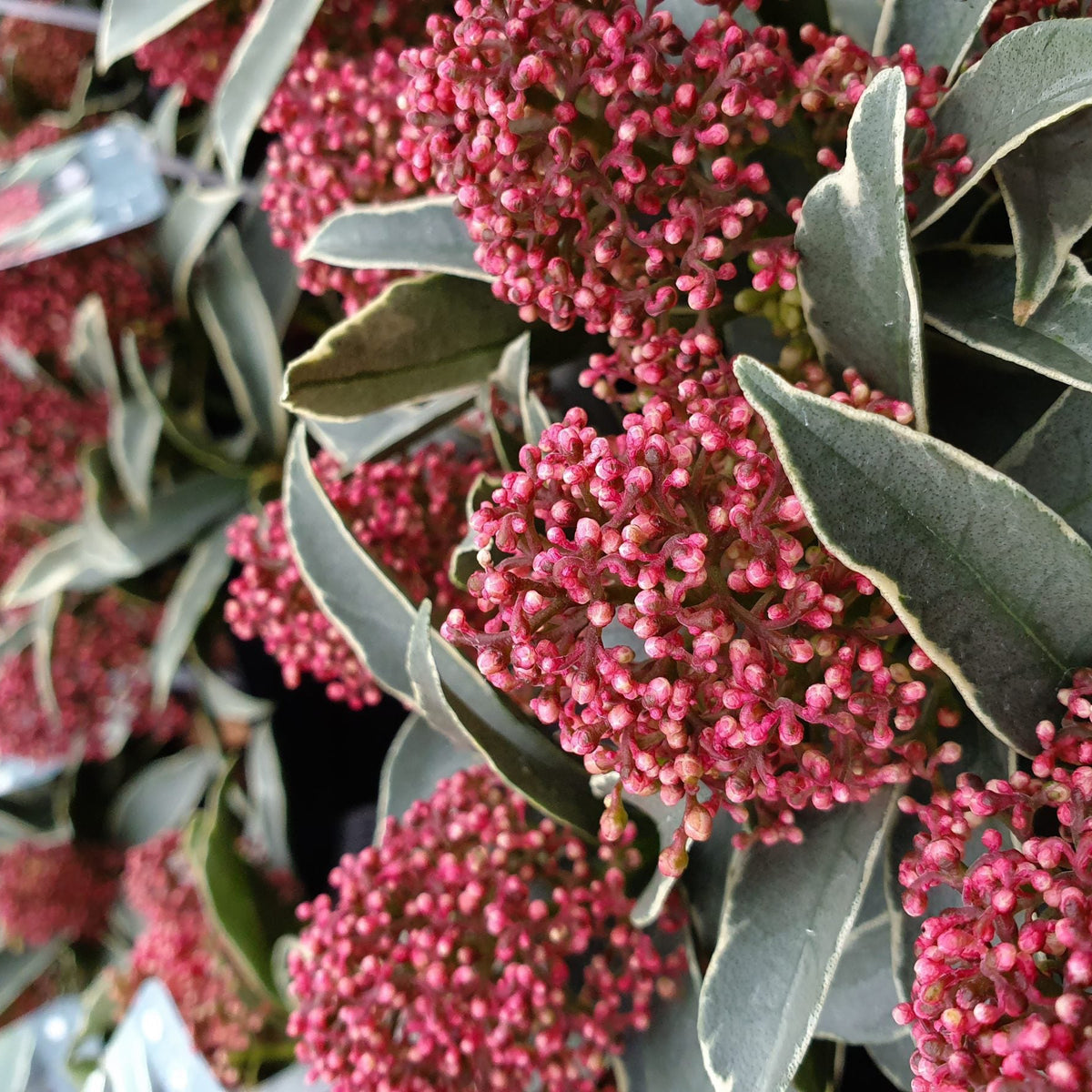 Skimmia Japonica 'Magic Marlot' Skimmia-Mystic-Marlot-1-scaled 1