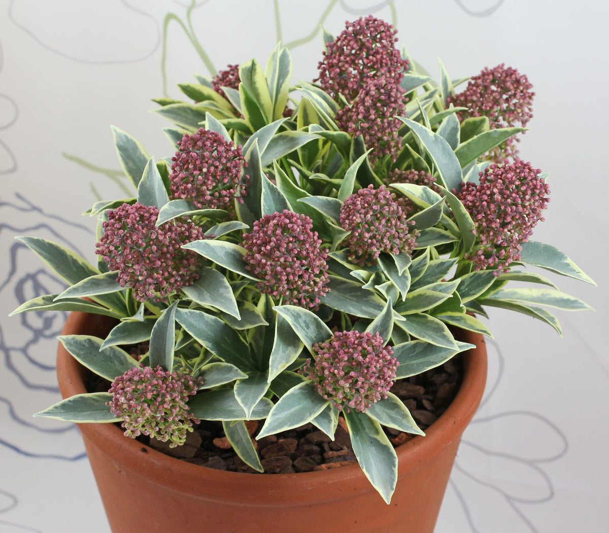 Skimmia Japonica 'Magic Marlot' Skimmia-japonica-Magic-Marlot-1 5