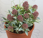 Skimmia Japonica 'Magic Marlot' Skimmia-japonica-Magic-Marlot-1 5