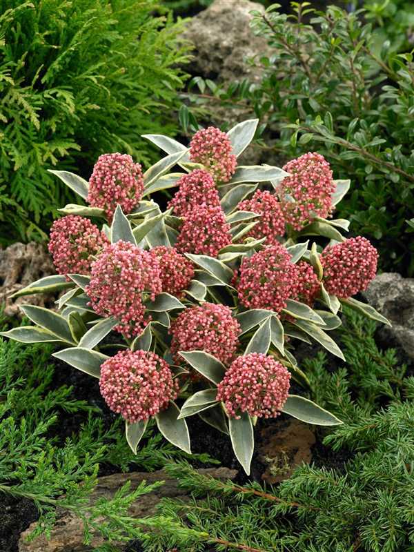 Skimmia Japonica 'Magic Marlot' Skimmia-japonica-Magic-Marlot-600x800-proportionalbiggest 4