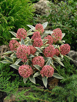 Skimmia Japonica 'Magic Marlot' Skimmia-japonica-Magic-Marlot-600x800-proportionalbiggest 4