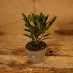 Bay Tree - Laurel Bush  3