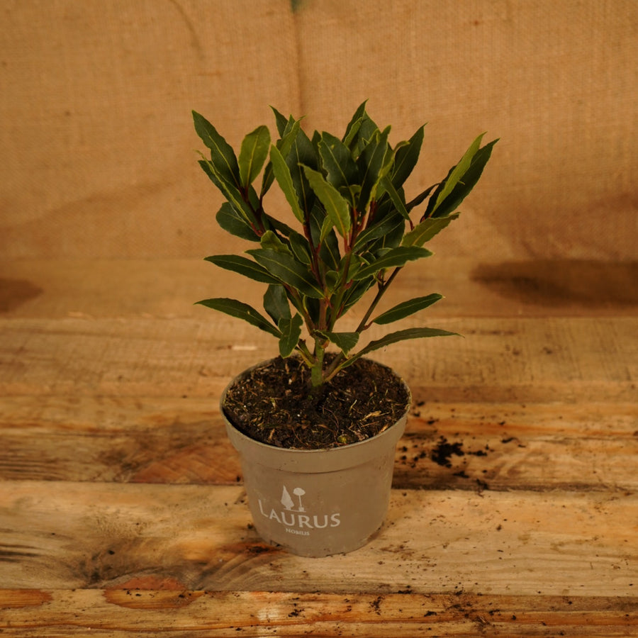 Bay Tree Laurel Bush  3