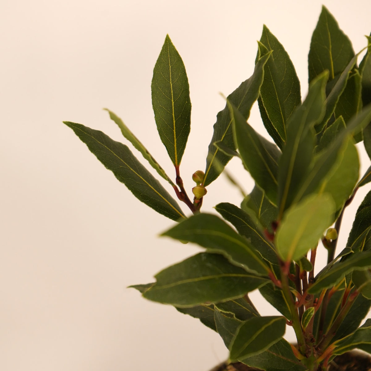 Bay Tree - Laurel Bush  4