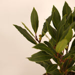 Bay Tree - Laurel Bush  4