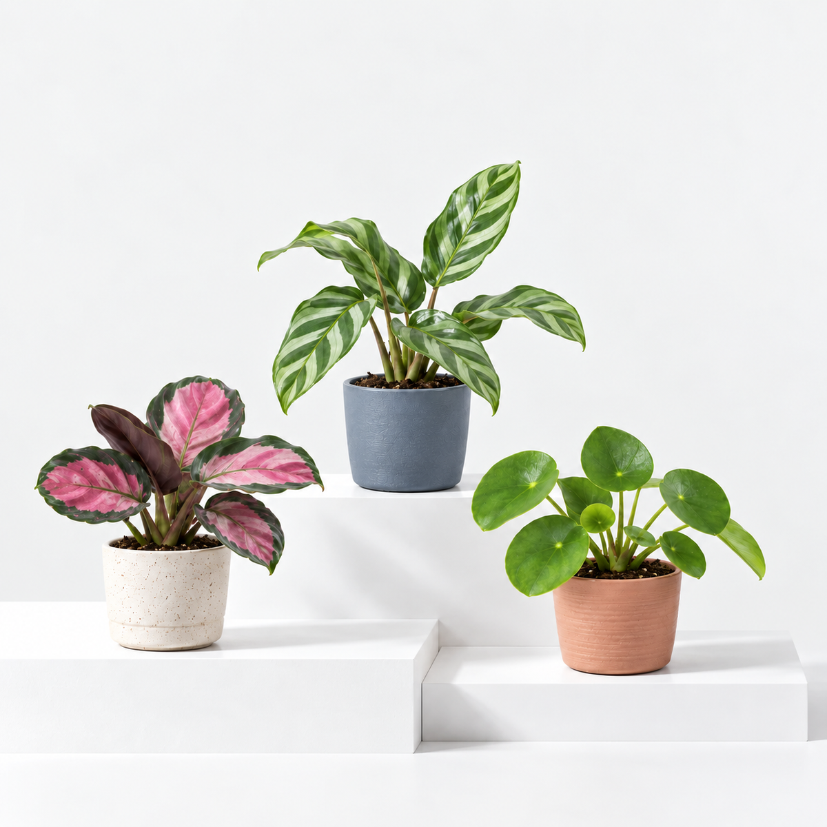 Small House Plant Mix