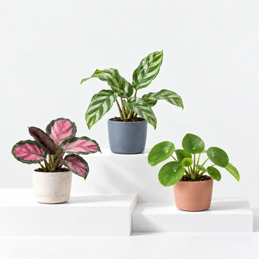 Small House Plant Mix  1