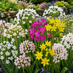 Small Flowering Allium 100 Bulb Mix  1
