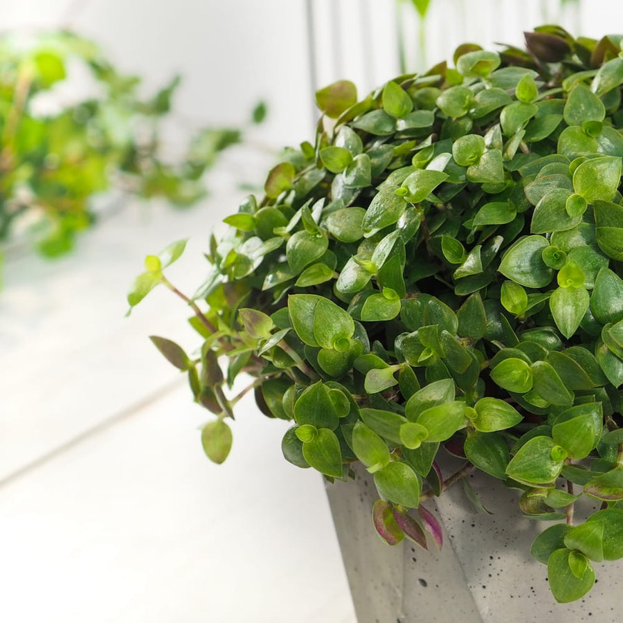Callisia Repens Turtle Vine Plant Smuzyna-plozaca---Callisia-repens-Turtle 4