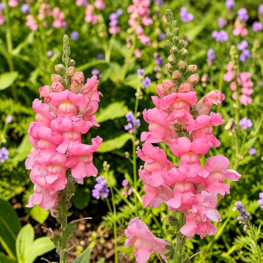 Snapdragon Bedding Plant Pink  4