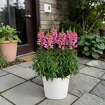 Snapdragon Bedding Plant Pink  2