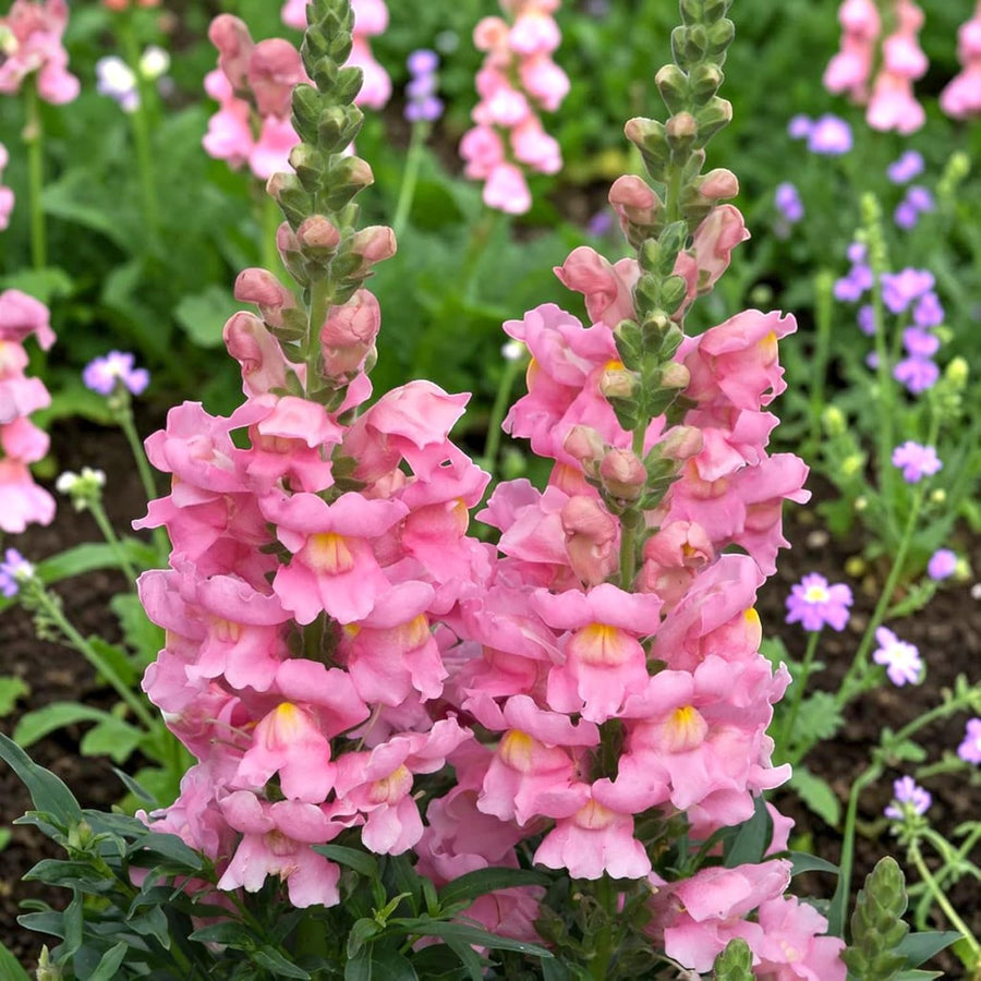 Antirrhinum Snapdragon Bedding Plants  2