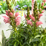 Snapdragon Bedding Plant Pink  3